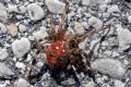 Araneus quadratus